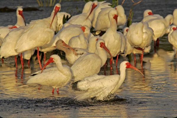 FL, Palm Beach Co, White ibis flock bathing